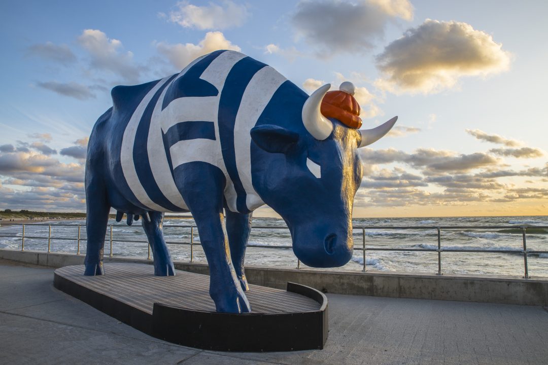 Why are there so many Cows in Ventspils? - VisitVentspils